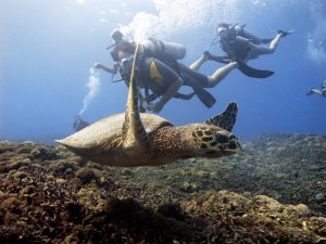 scuab diver and turtle