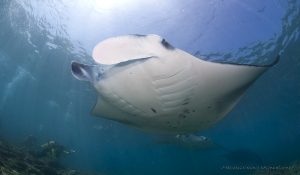 scuba dive manta ray maldives | RUSHKULT