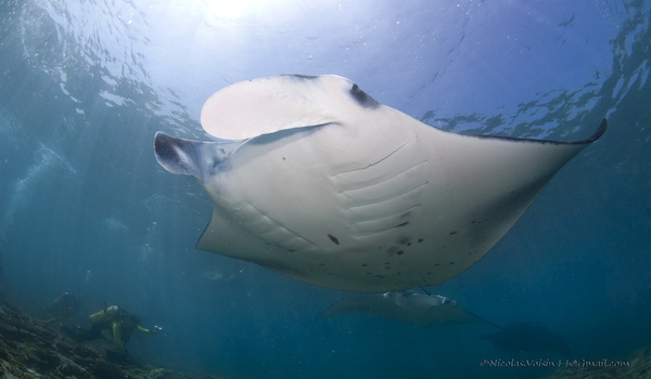 scuba dive manta ray maldives | RUSHKULT