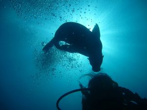 scuba dive sea lion galapagos