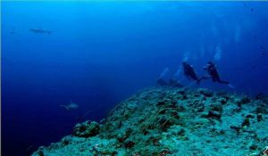 scuba diving Palau