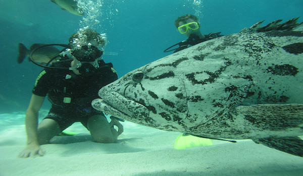 Scuba Diving In Australia RUSHKULT
