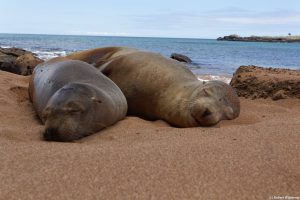 sea lion on beach galapagos