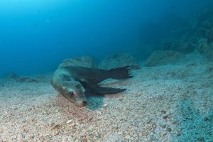 sea lion underwater