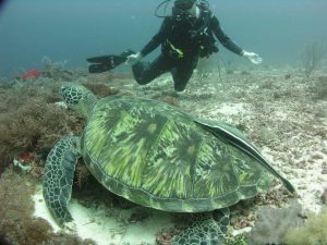 sea turtle cebu