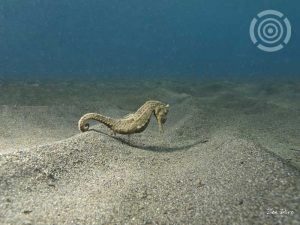 seahorse on sand bali