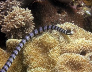 seasnake