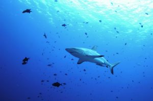 shark at ulong channel