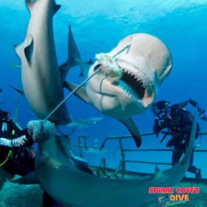 shark feeding bahamas