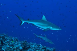 sharks blue corner palau