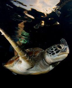 similan islan turtle