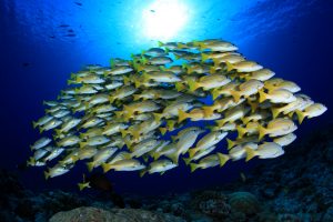 snapper schcool palau