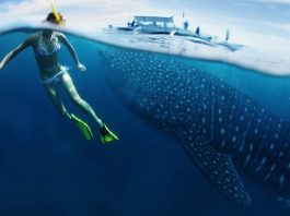 snorkel with whale shark