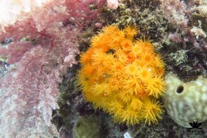 soft coral