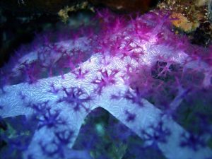 soft coral aqaba