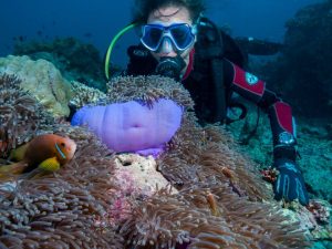 soft coral maldives