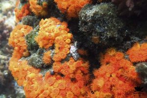 soft coral pollips