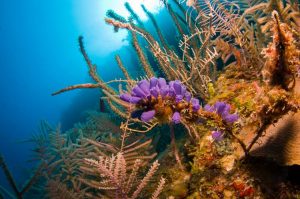 soft coral utila