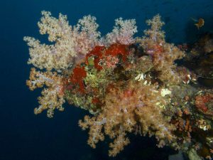 soft corals maldives