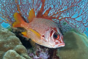 soldier fish palau