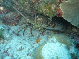 spiny lobster