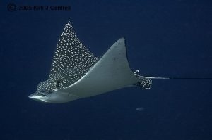 spotted eagle ray