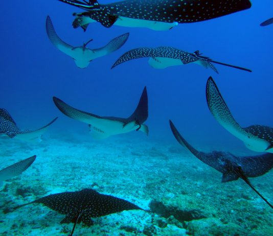 spotted eagle rays galapagos
