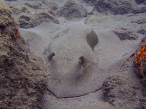 sting ray