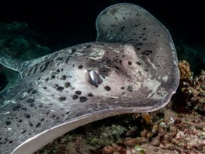 stingray maldives