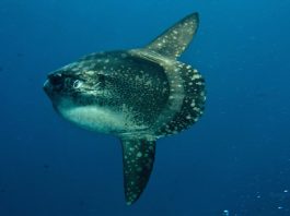 sunfish bali