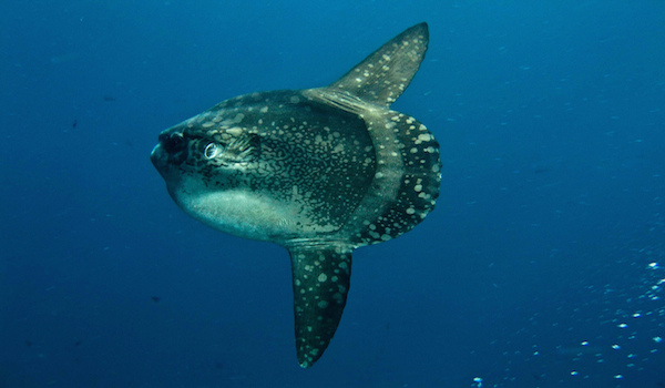 sunfish bali
