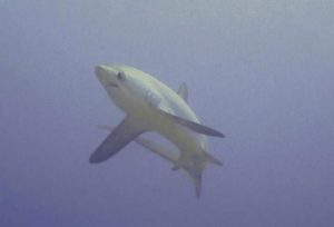 thresher shark malapascua