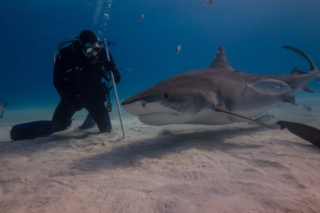 Here is When You Should Go Diving with Tiger Sharks in the Bahamas ...