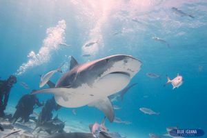 tiger shark bahamas 2