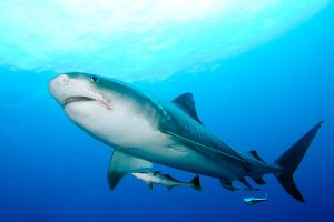 tiger shark south africa