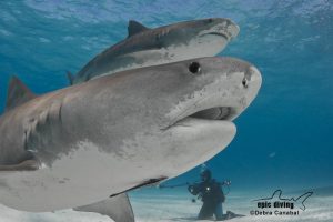 tiger sharks at tiger beach