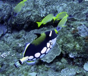 trigger fish sodwana bay