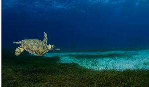 turtle belize