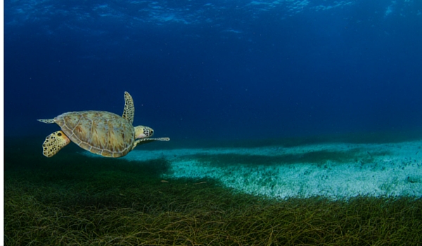 turtle belize | RUSHKULT