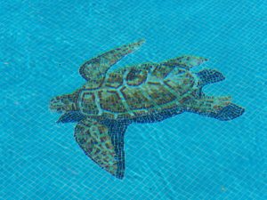 turtle in pool