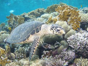 turtle red sea