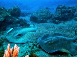 two stingrays in sand