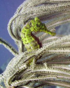 underwaterlife sea horse