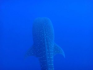 whale shark belize