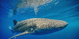 whale shark cancun