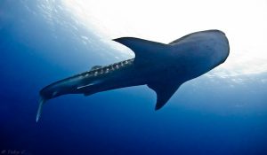 whale shark from below