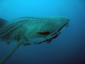 whale shark galapagos 2