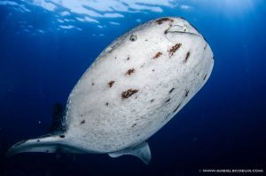 whale shark phillpines