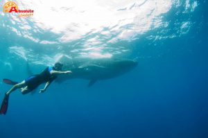 whale shark snorkel isla mujeres