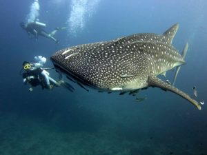 whale shark thailand